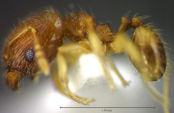Media type: image;   Entomology 34328 Aspect: habitus lateral view